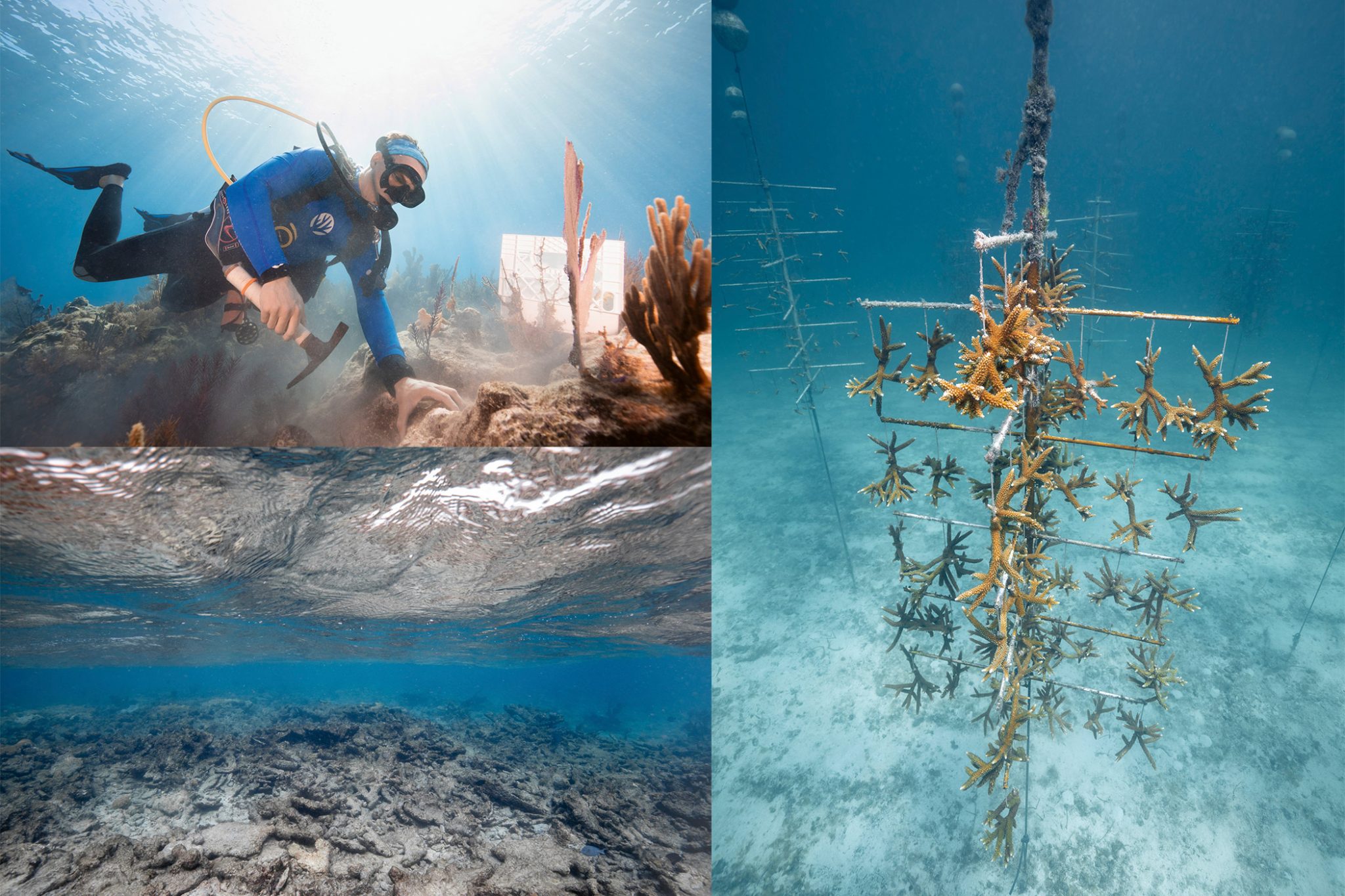 Support-Coral-Restoration-Foundation-Diver-Coral-fragments-hung-on-Coral-Trees